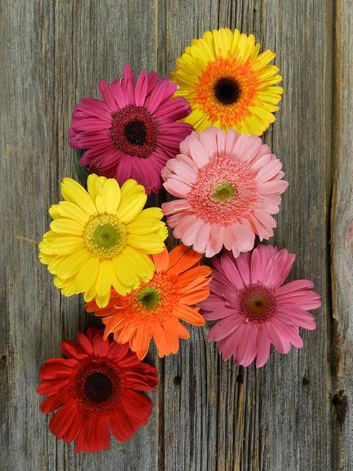 ASSORTED GERBERAS